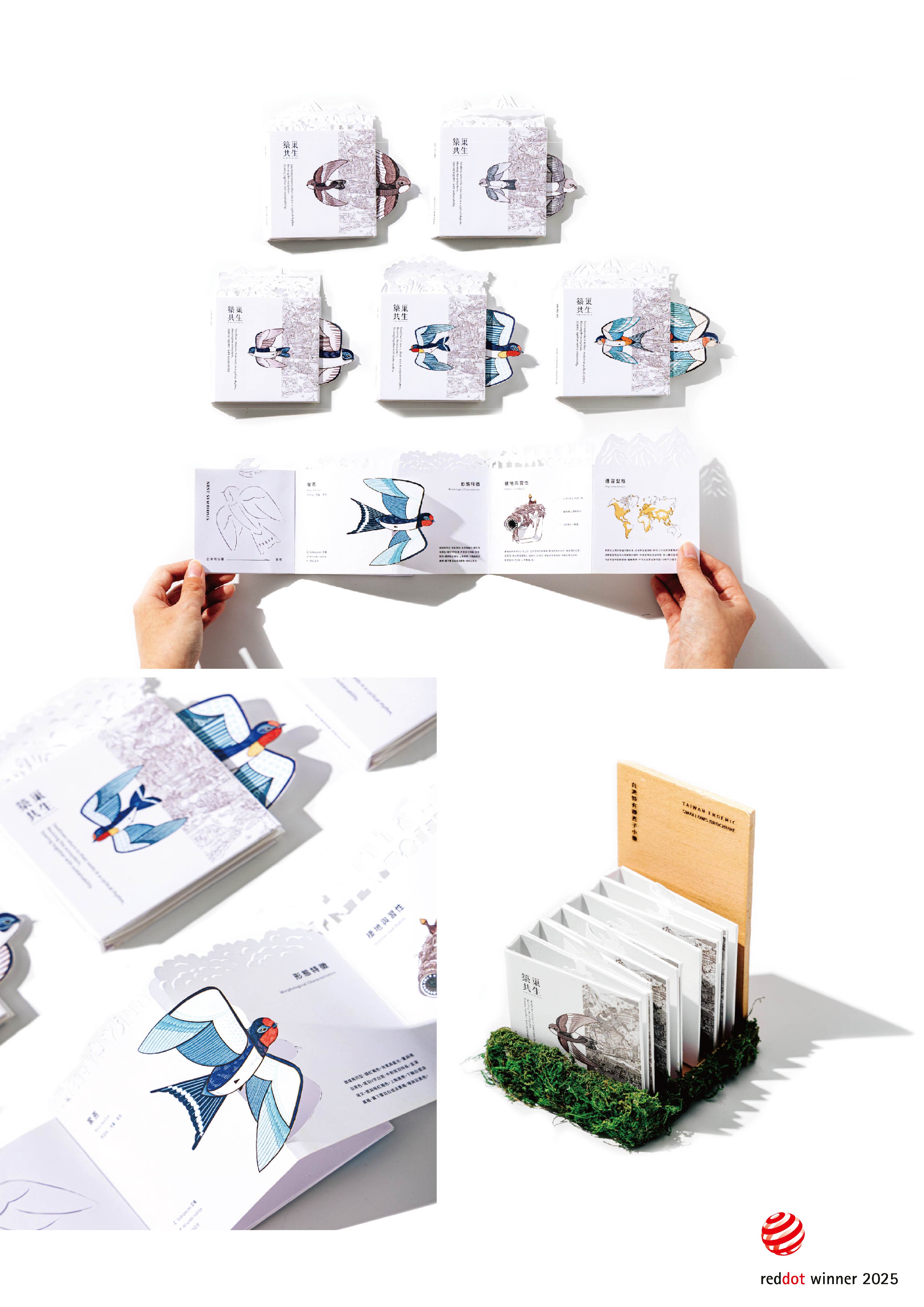 築巢共生 Hirundinidae