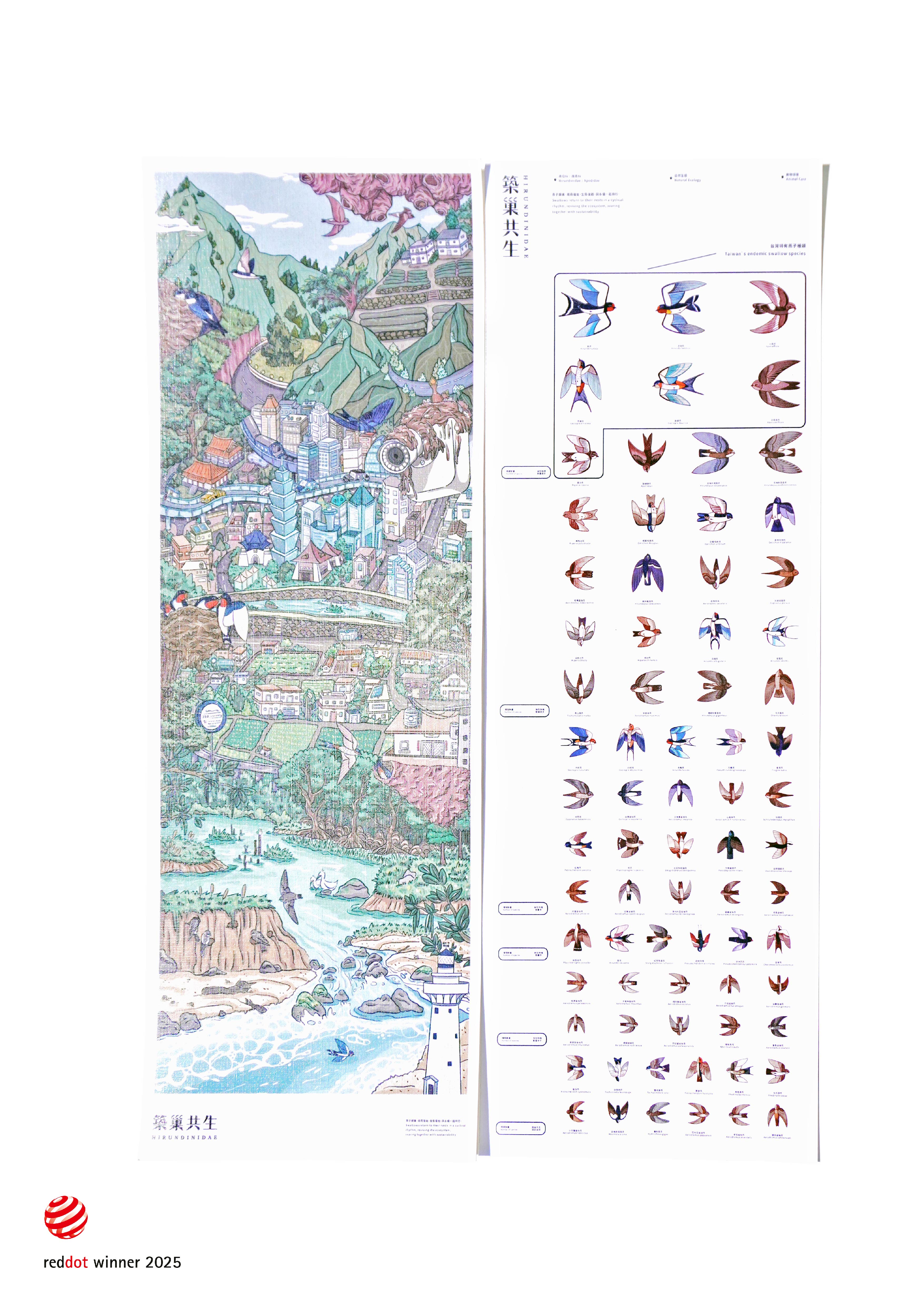 築巢共生 Hirundinidae